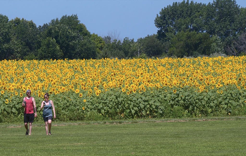 Wichita State students find relaxation with fluffy friends – The Sunflower